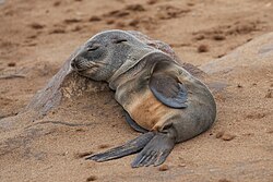 Second place: Baby cape fur seal (Arctocephalus pusillus) sleeping at Cape cross, Namibia. Attribution: Giles Laurent / CC-BY-SA 4.0